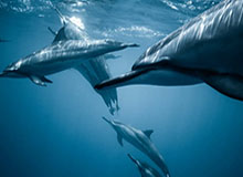 【独家】51爆料盘点：丑闻9个隐藏信号，主持人上榜理由异常令人真相大白